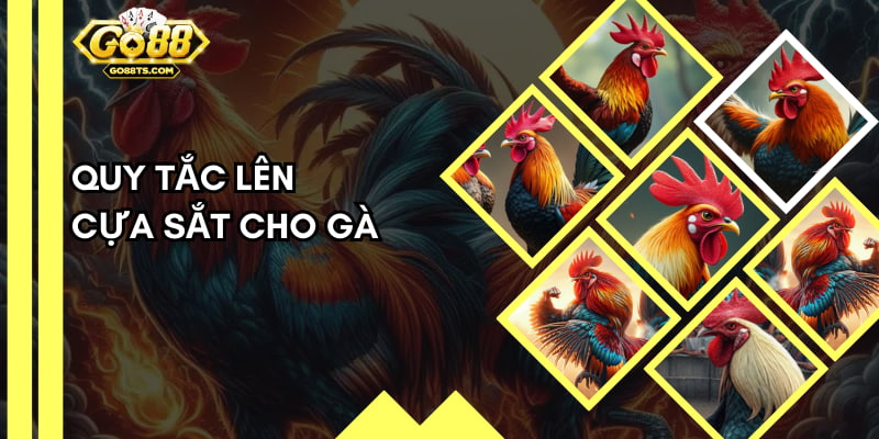 Các chú gà đá được đeo cựa chắc chắn trước khi lên sới