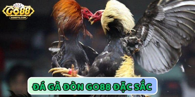 Chiến gà đòn kịch tính trả thưởng hấp dẫn