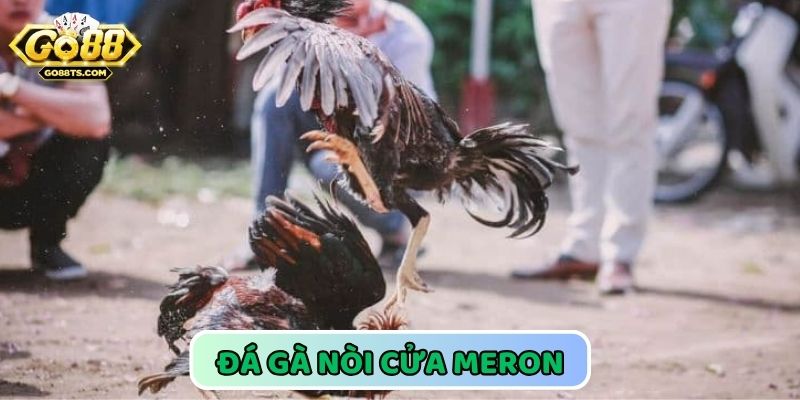 Cửa Meron đá gà dễ thắng