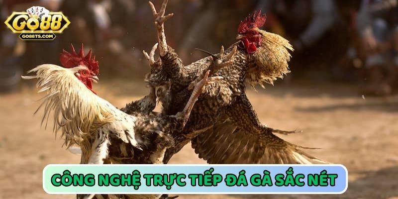 Đá gà đòn công nghệ livestream hiện đại