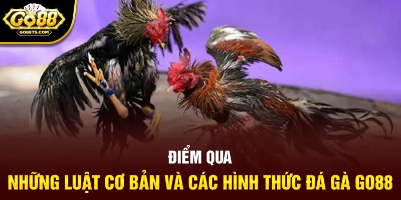 Điểm qua những luật cơ bản và các hình thức đá gà GO88