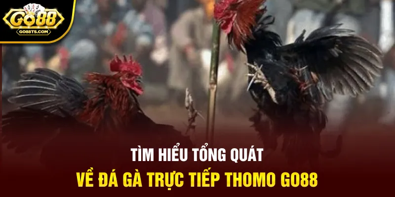 Tìm hiểu tổng quát về đá gà trực tiếp thomo GO88